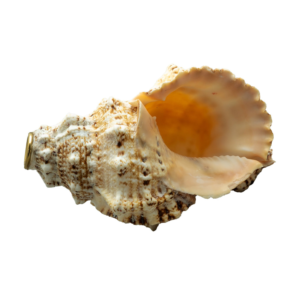 Conch Shell Horn Opening