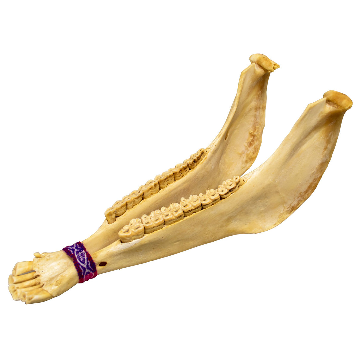 Donkey Jawbone (Quijada)